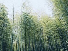 -冶父山国家森林公园