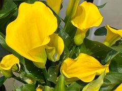 -溪岸路花鸟市场