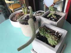 -蜜蜂小象·榴莲千层蛋糕(时代汇11栋店)