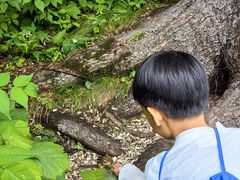 -五营红松林海景区