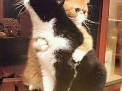 -鼎原力量东北吊炉烧烤(临河街店)