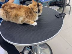 -天宠宠物医院24小时·急重症诊疗中心·全科·腔镜特色(和平分院)