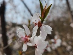 -香山公园