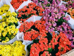 -循礼门鲜花花市(武汉循礼门店)