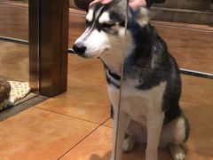 -more than meow吴止猫主题餐厅(承德 中船汇店)