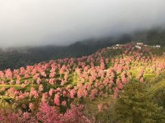 -华祥苑茶馆•国缤茶小蓝罐(普罗旺斯店)