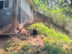 -中国大熊猫保护研究中心雅安碧峰峡基地