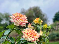 -人民公园(罗湖区)