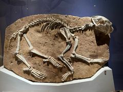 -国家自然博物馆