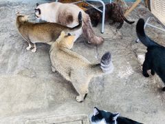 -喵屿·大理花园猫咖