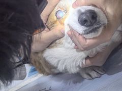 -美联众合动物医院·24h转诊中心