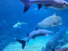 -海合安青岛极地海洋公园