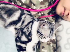 -猫大福·Fortune Cat猫舍(百子湾店)