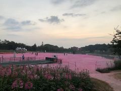 -大塘金香草谷