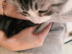-飞行喵MR PILOT|猫舍·猫咖(静安大融城店)