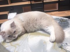 -瞄一喵猫咖(格力海岸店)
