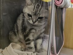 -美联众合动物医院·24h转诊中心