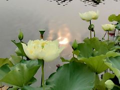 -莲花池公园