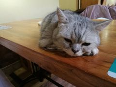 -more than meow吴止猫主题餐厅(承德 中船汇店)