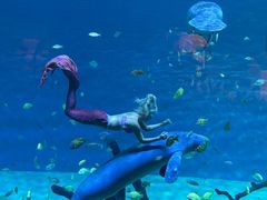 -珠海长隆海洋王国