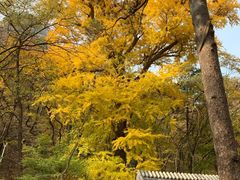 -北京上方山国家森林公园