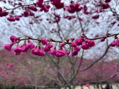 -广州市石门国家森林公园