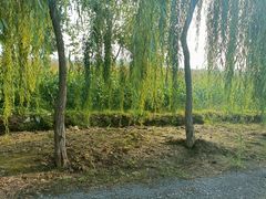 -白洋淀风景区