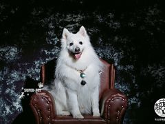 -超宠爱宠物摄影-Super pet