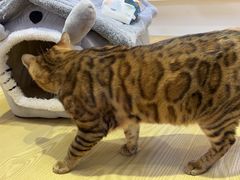 -Heymao猫咖.咖啡厅(东门店)