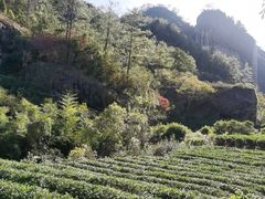 -桃源咖啡厅(武夷山大红袍山庄店)