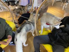-Husky Go! 哈士奇体验馆·宠物咖啡厅狗咖