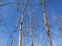 -合肥滨湖国家森林公园