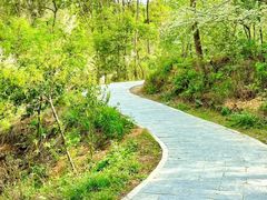 -青龙山国家森林公园