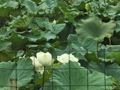 -隔田烧鸡