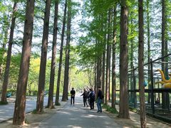 -日照海滨国家森林公园