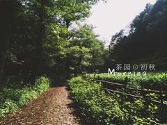 -龙井村