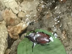 -北仑森林植物园