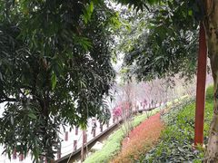 -重庆彩云湖湿地公园