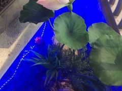 -韵秋荷(宝山龙湖天街店)