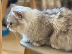 -Let's go狗咖·猫咖·奶狗·桌游(春熙路IFS店)