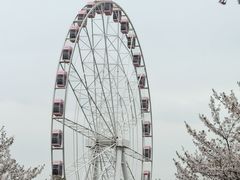 -顾村公园