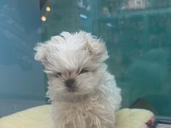 -FAELING PETS美天灵宠物(合生汇店)