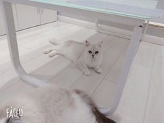 -喵的天空名猫咖啡馆·撸猫·猫舍·用品