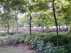 -榴花公园