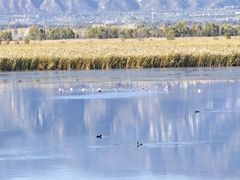 -野鸭湖国家湿地公园