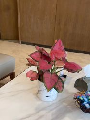 -北京米扬丽格医疗美容·联合丽格鼻整形中心