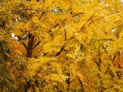 -三里屯东五街银杏大道