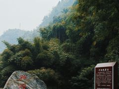 -芦沟竹海