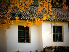 -千年银杏谷文化旅游区