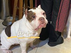-萌喵宠狗爱心宠咖